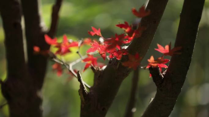 秋天红枫树林鸡爪槭