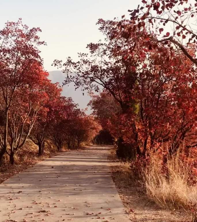 红山翠谷红叶视频素材