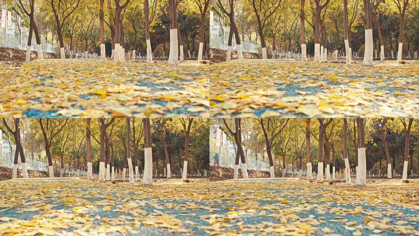 金色秋天公园落叶小路