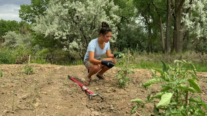 耕种蔬菜植物快乐而充满活力的喀山青少年在干旱三角洲科罗拉多冈尼森河谷的女性花园农场视频系列