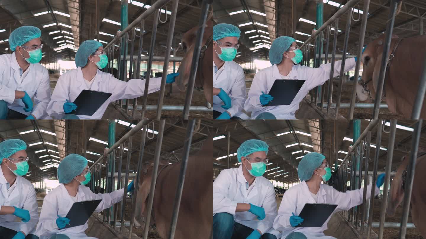 兽医在奶牛场牛棚的平板电脑上做笔记