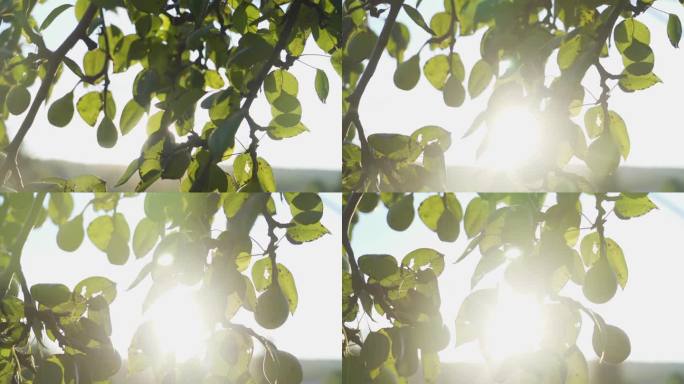 冰糖梨逆光剪影阳光穿过树叶唯美树叶光影