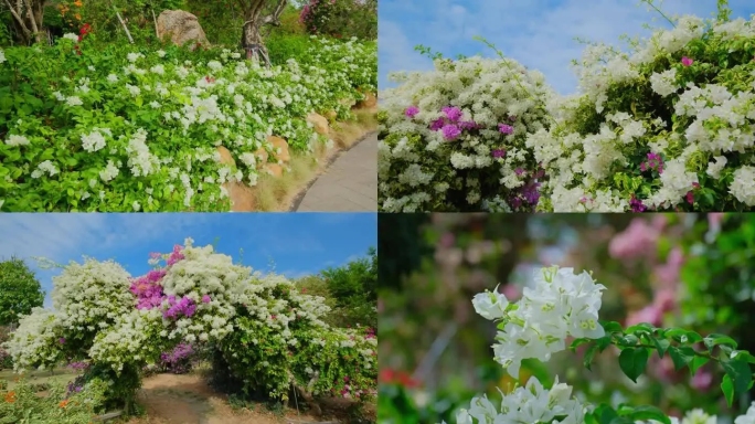 南宁青秀山三角梅 开满鲜花 花园小路