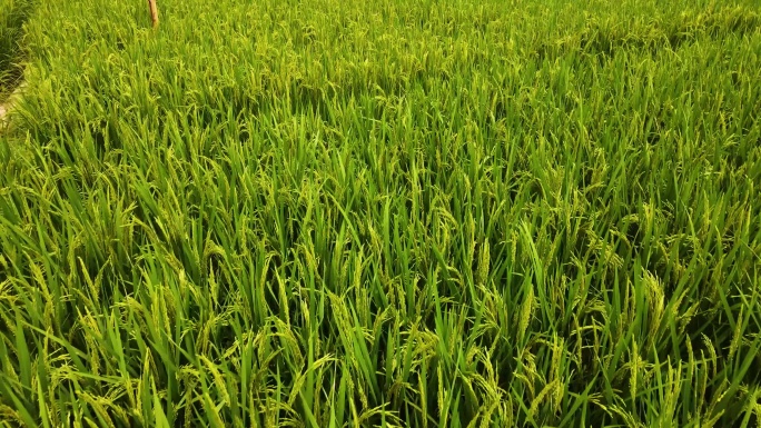 水稻小麦种植丰收