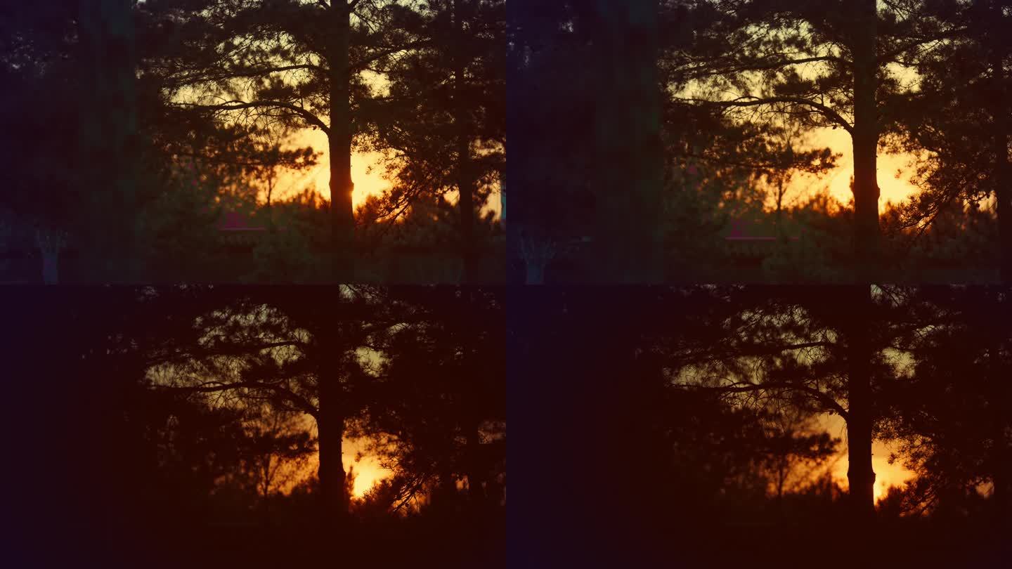 夕阳下的松树林