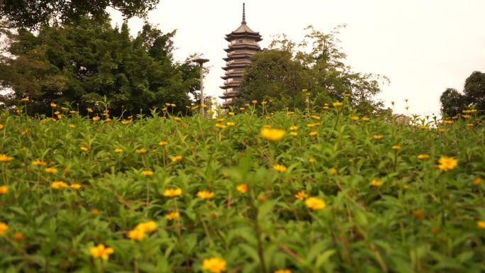 小黄花 绿叶黄花 小黄花空境 公园小黄花