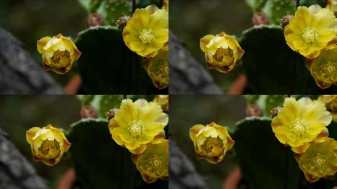多肉植物仙人球开花延时摄影