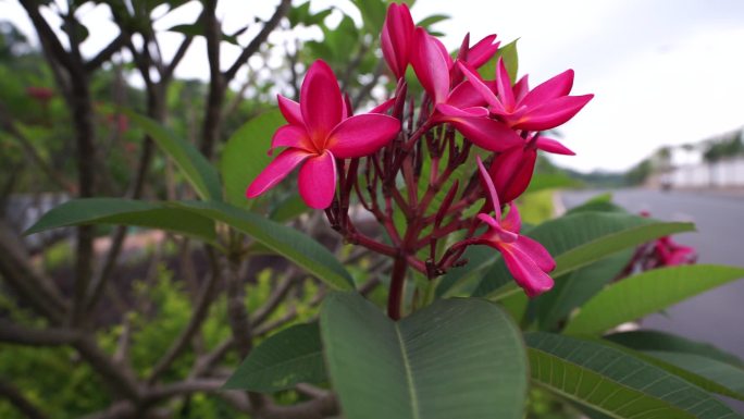 红色花朵雨后的红花 生机勃勃 红色鸡蛋花