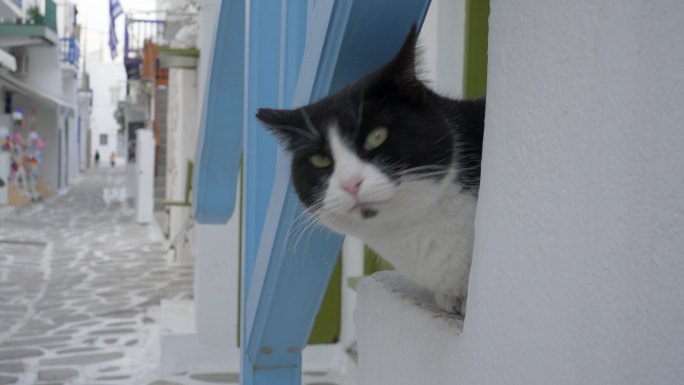 希腊米科诺斯岛的名猫