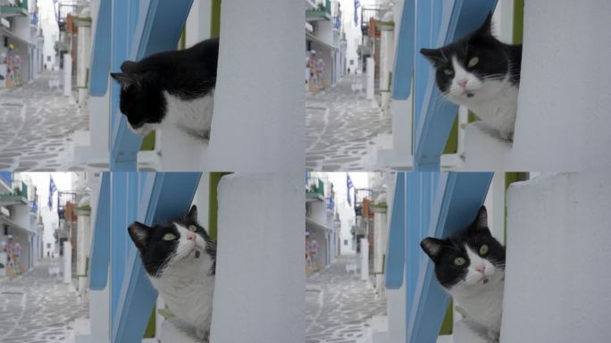 希腊米科诺斯岛的名猫