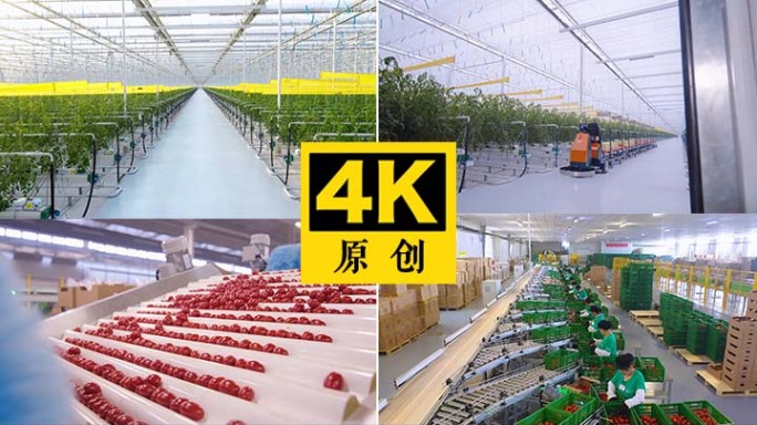 生态农产品智能农业农村科技蔬菜大棚-4K