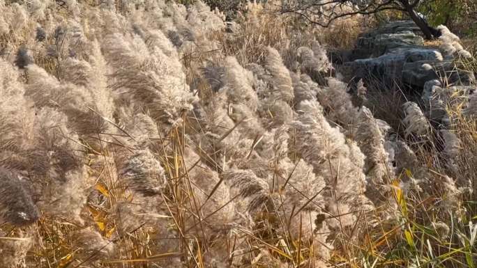 北京植物园秋色