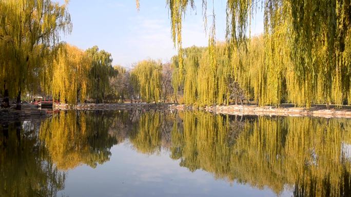 柳树与湖水相映景点景观高清视频素材