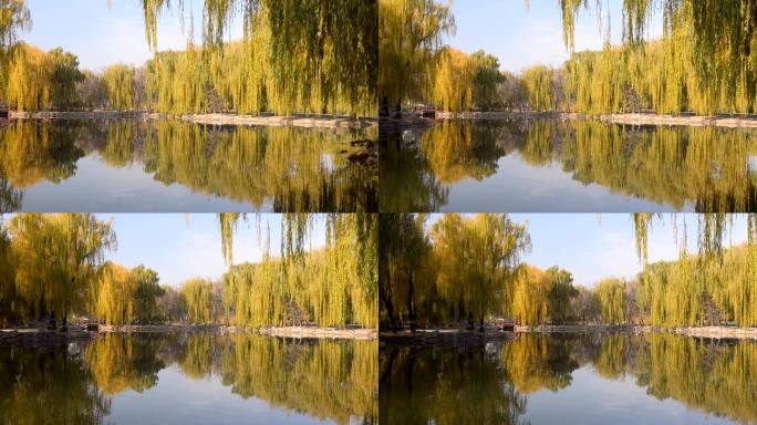 柳树与湖水相映景点景观高清视频素材
