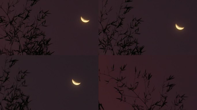 月亮 树叶 空镜