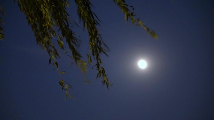 杨柳月亮