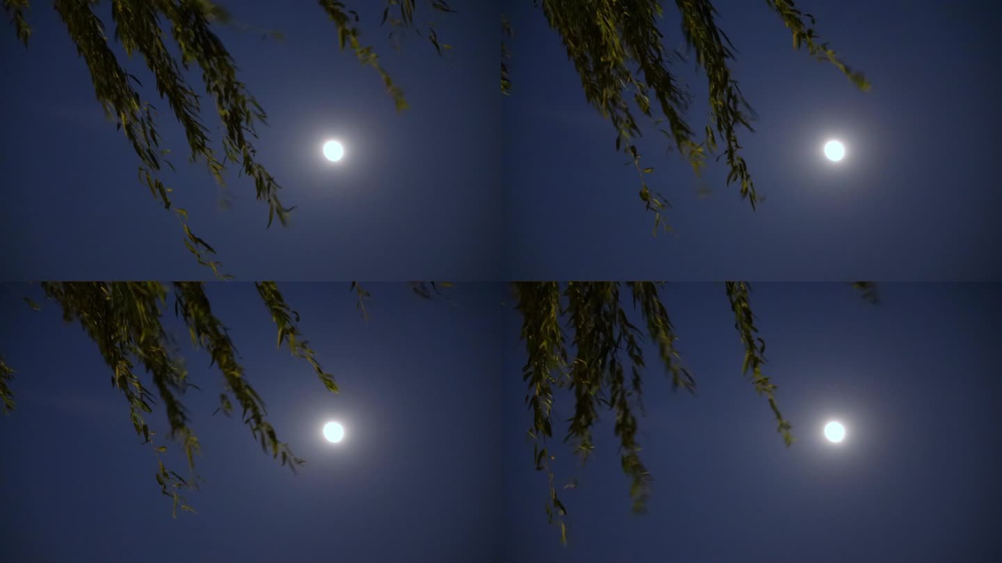 杨柳月亮