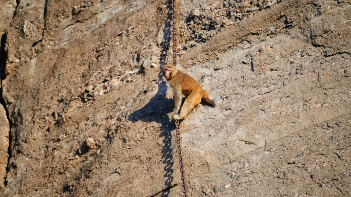 沿着锁链爬上断崖的猴子