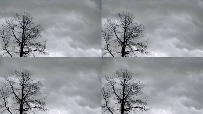 枯树、乌云、情感悲伤