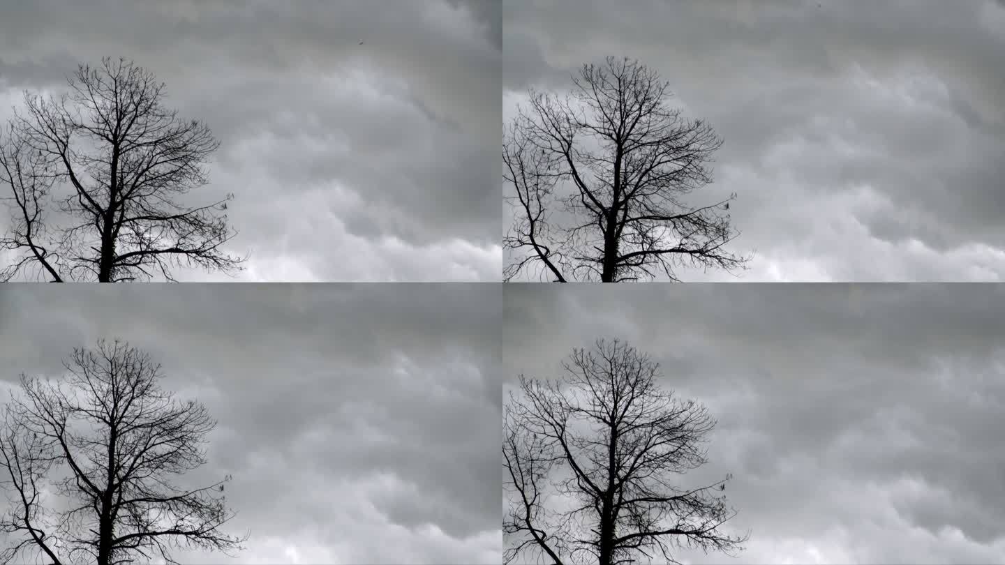 枯树、乌云、情感悲伤