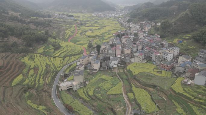 4k油菜花田航拍素材