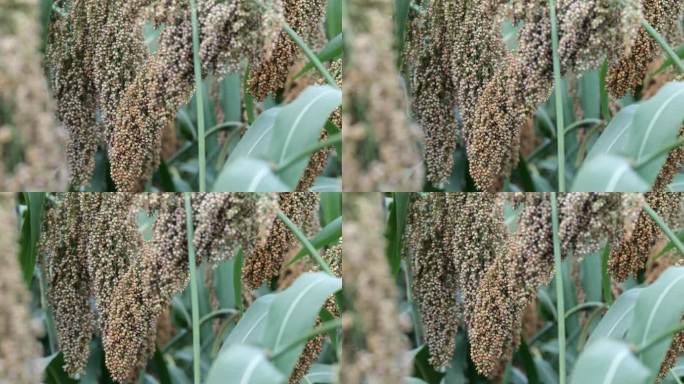 4K实拍农村高粱5秒