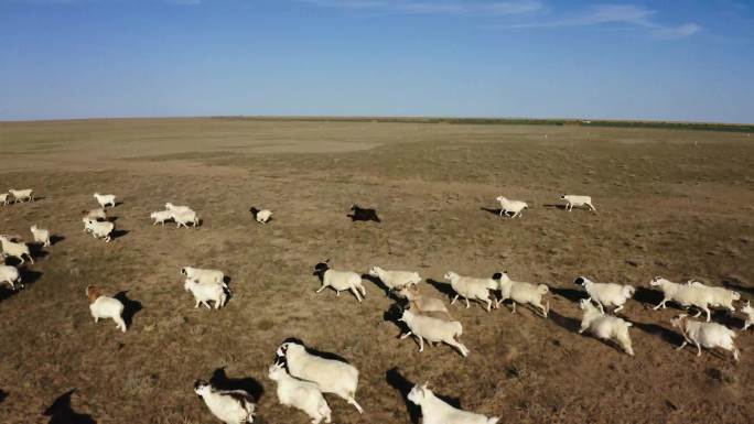 内蒙古草原羊群奔跑