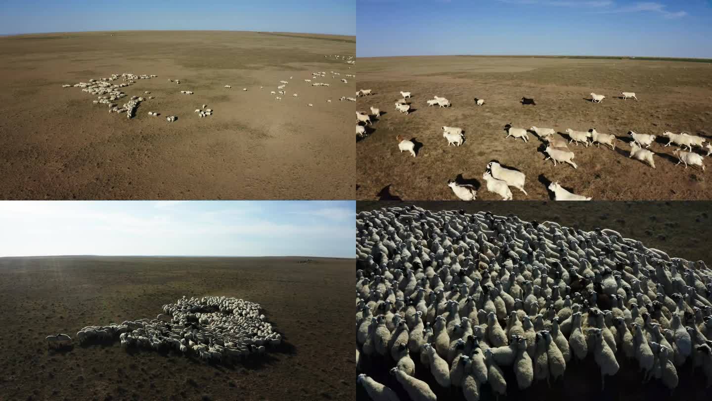 内蒙古草原羊群奔跑