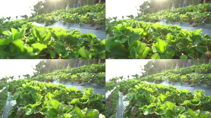 早上的草莓农场农业生产农田
