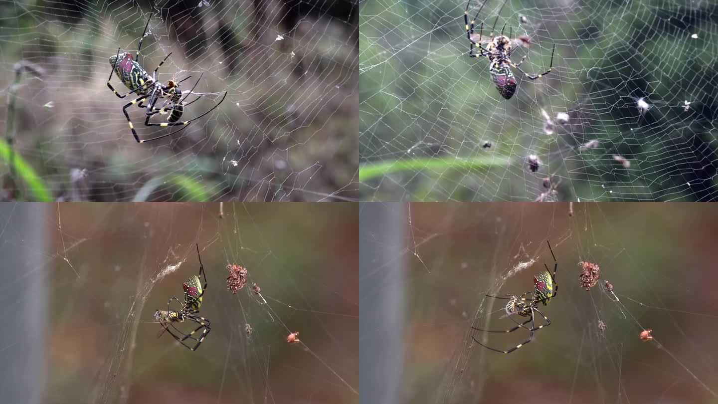 大腹园蛛捕食，看到被蜘蛛吃剩下的蝴蝶眼睛了吗|蝴蝶|园蛛|蜘蛛_新浪新闻
