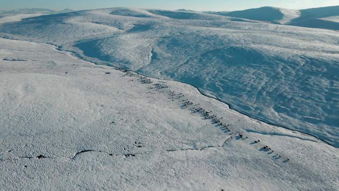 航拍青藏高原雪山河流牧区放牧牦牛群