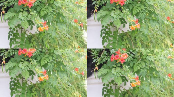 武汉硚口区园博园4K视频素材