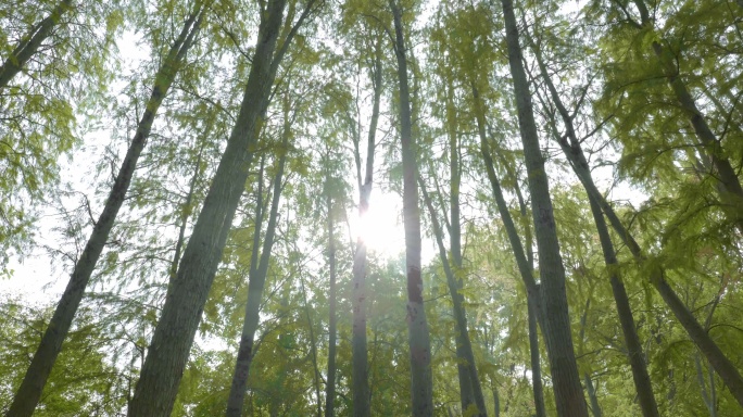 早晨寂静的树林水杉