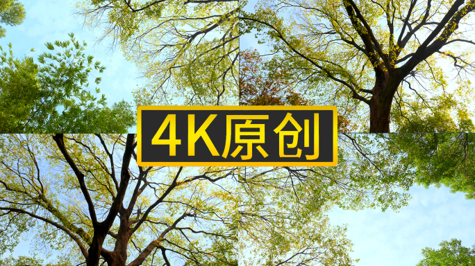 4k仰拍森林中的树