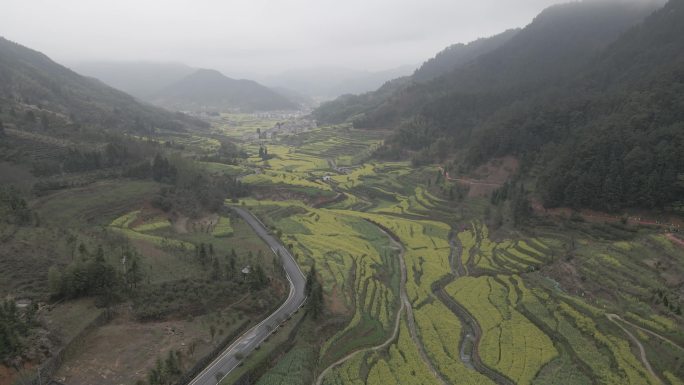 4k油菜花田航拍素材