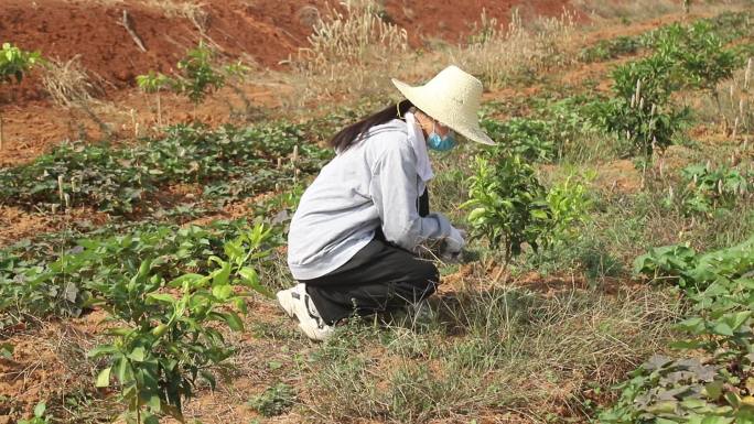 拔草除草劳动教育活动