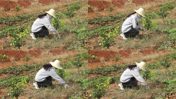 拔草除草劳动教育活动