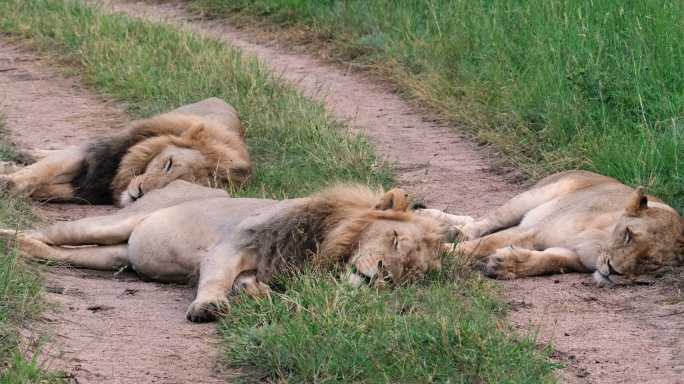一群狮子在碎石路上休息