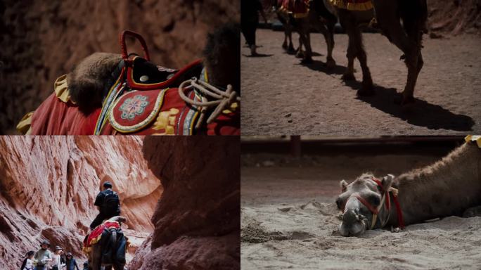 戈壁行走的骆驼 新疆天山大峡谷