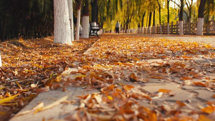 公园小路上的落叶