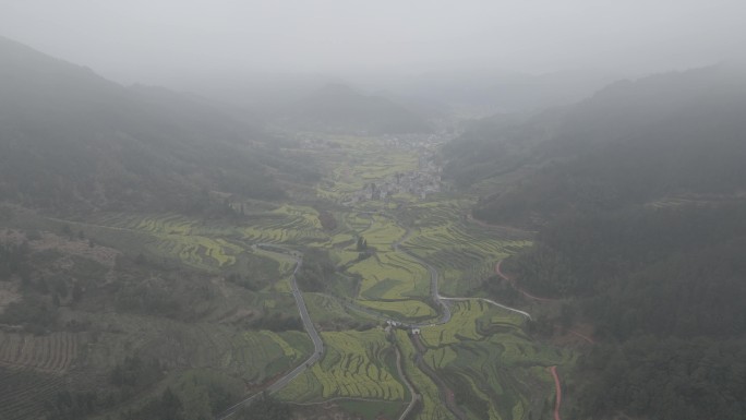 4k油菜花田航拍素材