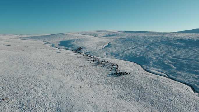 航拍青藏高原雪山河流牧区放牧牦牛群