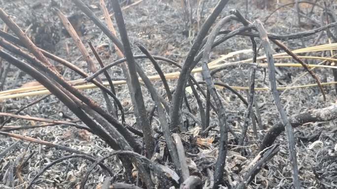 物 火灾过后蕉土 森林树木烧完 烧蕉成炭