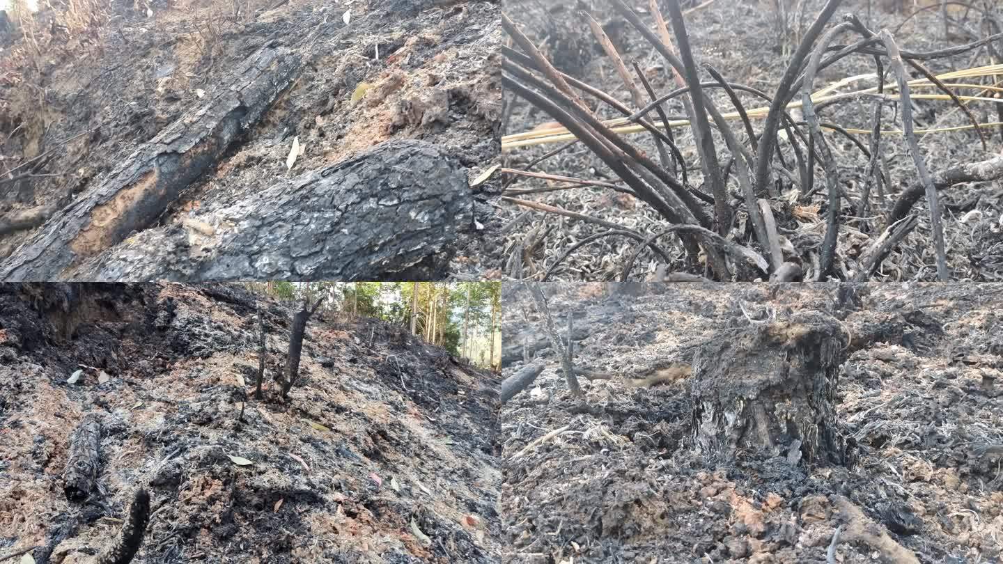 物 火灾过后蕉土 森林树木烧完 烧蕉成炭