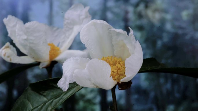 油茶花 山茶花 茶花 延时摄影