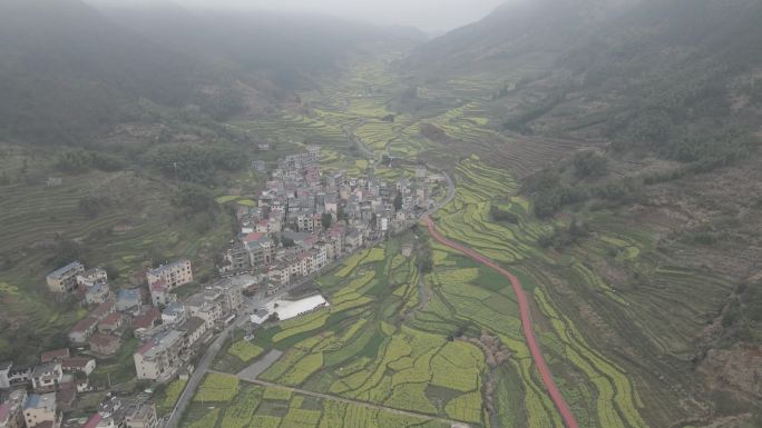 4k油菜花田航拍素材