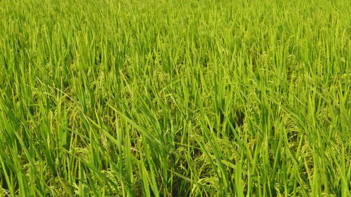 风吹稻浪 水稻稻田 绿色水稻