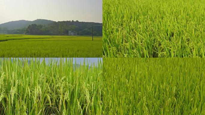 风吹稻浪 水稻稻田 绿色水稻