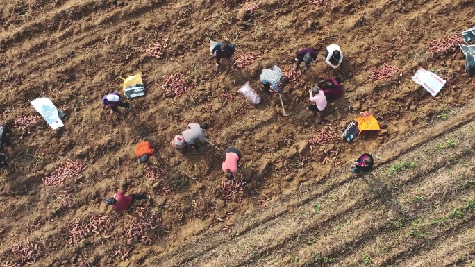 农民在秋天的田野里收获红薯