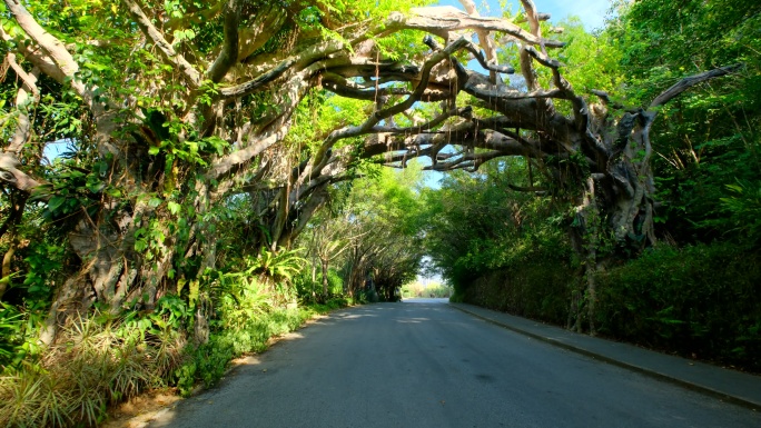 山间公路 林荫大道 林间道路 山路